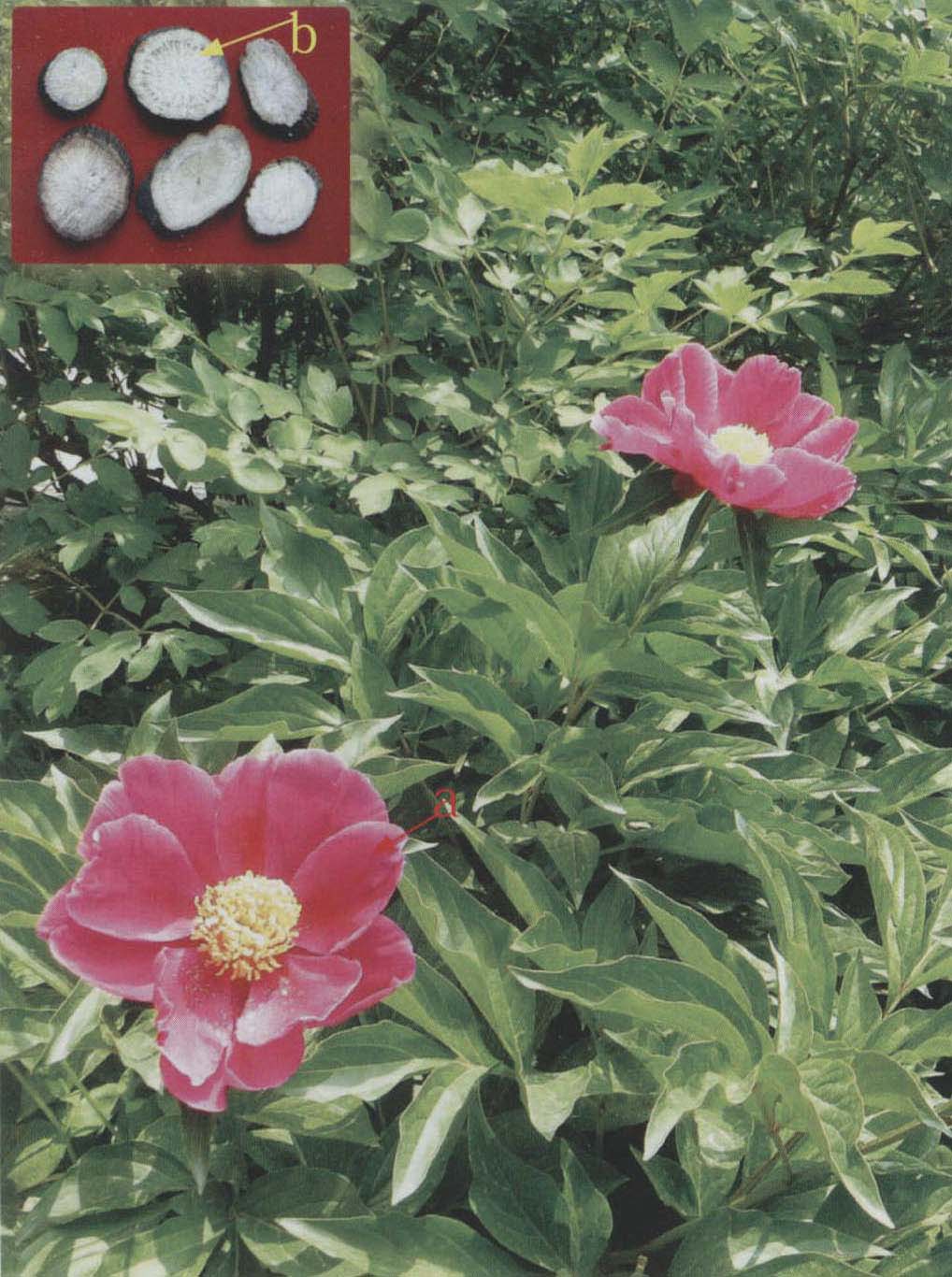 赤芍